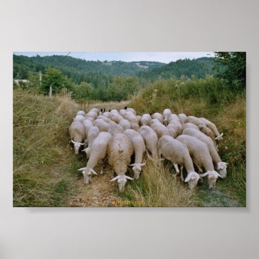 schapen poster (Voorkant)