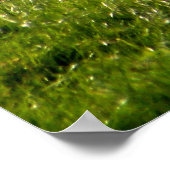 SCHAPEN POSTER (Hoek)