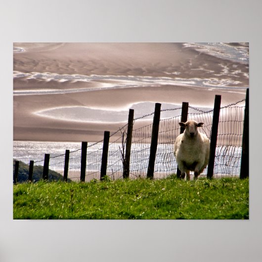 SCHAPEN POSTER (Voorkant)