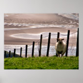 SCHAPEN POSTER (Voorkant)