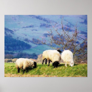 SCHAPEN POSTER