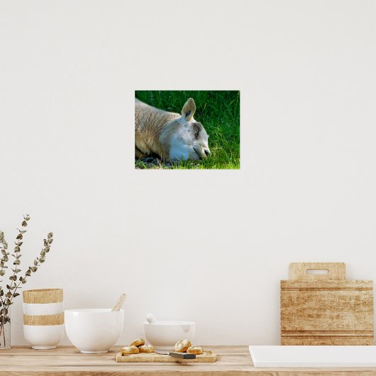 SCHAPEN POSTER (Keuken)
