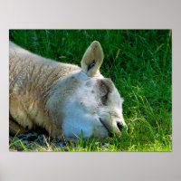 SCHAPEN