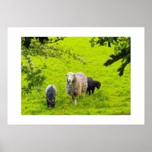 Schapen  poster