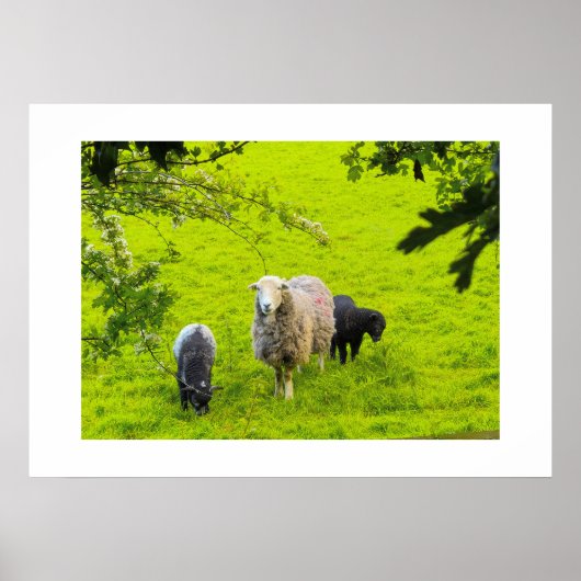 Schapen poster (Voorkant)