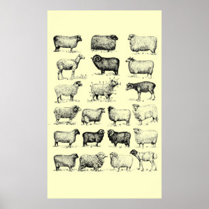 schapen poster