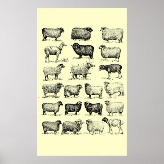 schapen poster (Voorkant)