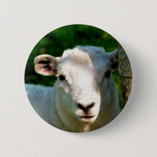 SCHAPEN RONDE BUTTON 5,7 CM (Voorkant)