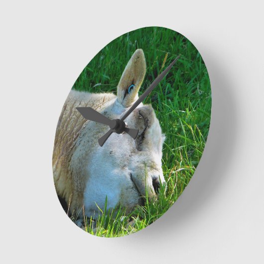 SCHAPEN RONDE KLOK (Hoek)