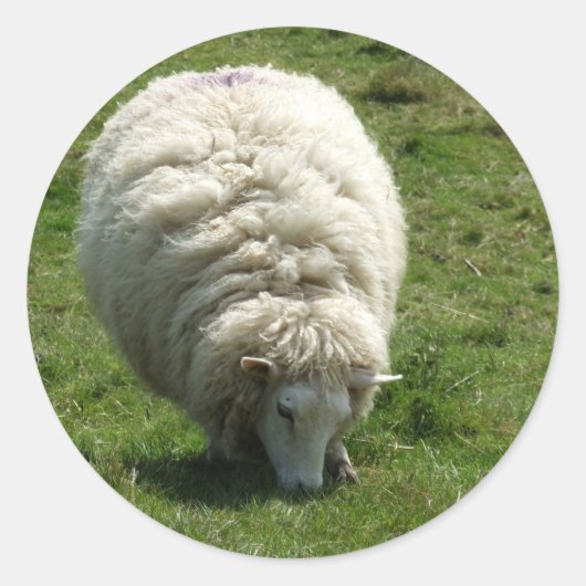 Schapen Ronde Sticker (Voorkant)