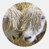 SCHAPEN RONDE STICKER (Voorkant)