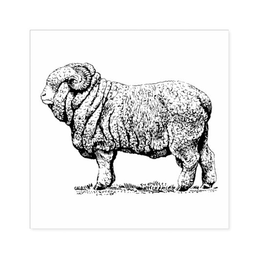  schapen rubberstempel (Afrduk)