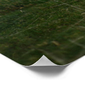 Schapen - Schotland Poster (Hoek)