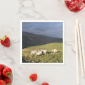 SCHAPEN SERVET (Insitu)