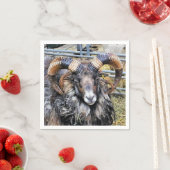 SCHAPEN SERVET (Insitu)