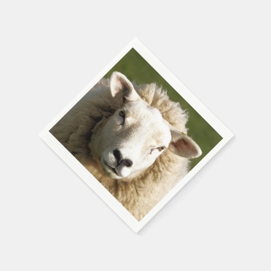 SCHAPEN SERVET (Hoek)