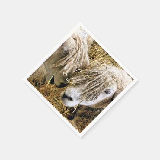 SCHAPEN SERVET (Hoek)