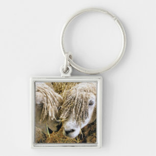 SCHAPEN SLEUTELHANGER