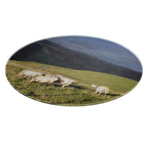 SCHAPEN SNIJPLANK