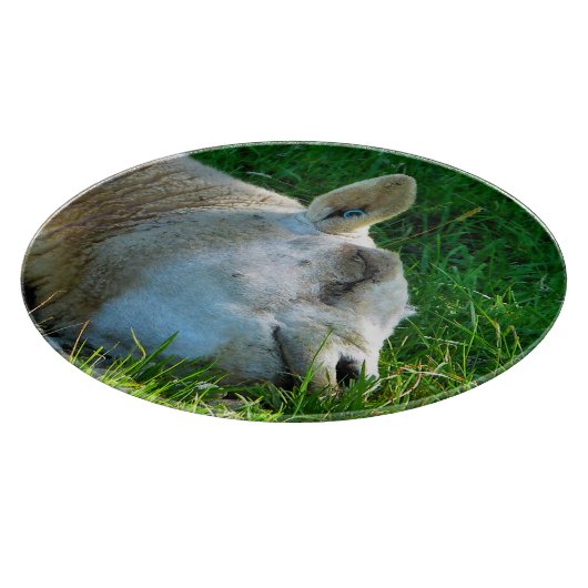 SCHAPEN SNIJPLANK (Hoek)