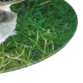 SCHAPEN SNIJPLANK (Hoek)