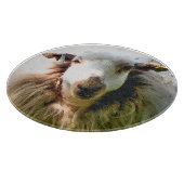 SCHAPEN SNIJPLANK (Hoek)