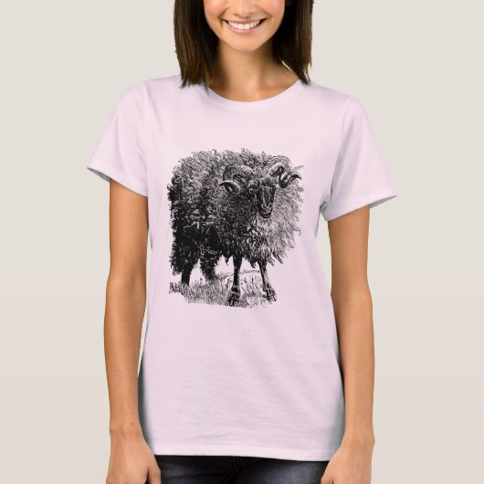  schapen t-shirt (Voorkant)