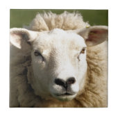 SCHAPEN TEGELTJE (Voorkant)