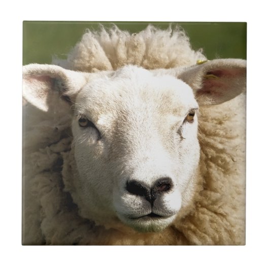 SCHAPEN TEGELTJE (Voorkant)