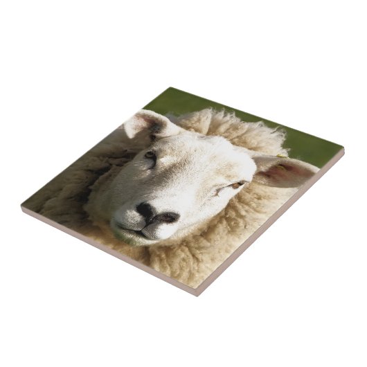 SCHAPEN TEGELTJE (Zijkant)