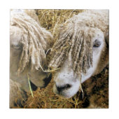 SCHAPEN TEGELTJE (Voorkant)