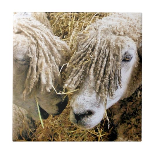 SCHAPEN TEGELTJE (Voorkant)