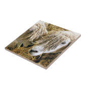 SCHAPEN TEGELTJE (Zijkant)