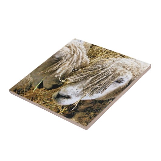 SCHAPEN TEGELTJE (Zijkant)