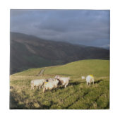 SCHAPEN TEGELTJE (Voorkant)