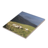 SCHAPEN TEGELTJE (Zijkant)