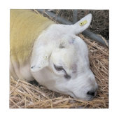 SCHAPEN TEGELTJE (Voorkant)