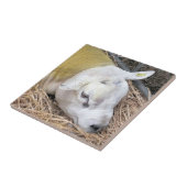 SCHAPEN TEGELTJE (Zijkant)