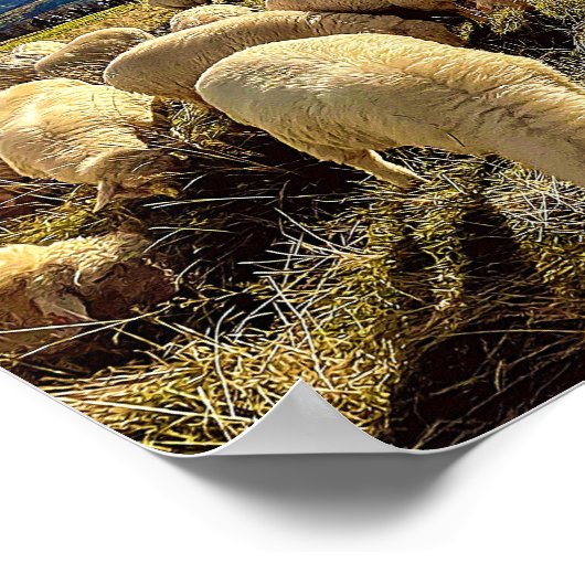 Schapen tellen poster (Hoek)