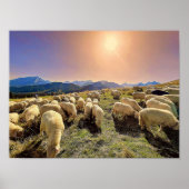 Schapen tellen poster (Voorkant)