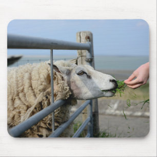 Schapen, Texel, Nederland Muismat