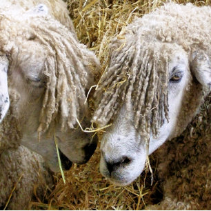 SCHAPEN TIN SNEEUWVLOK ORNAMENT