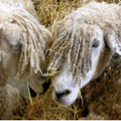 SCHAPEN TISSUEPAPIER