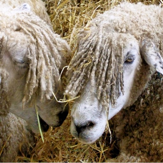 SCHAPEN TISSUEPAPIER