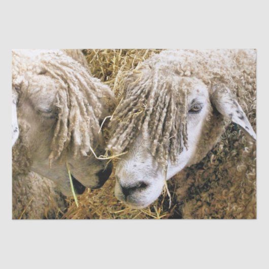 SCHAPEN TISSUEPAPIER (Voorkant)