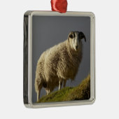 Schapen, Trotternish Peninsula, eiland Skye Metalen Ornament (Rechts)