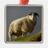Schapen, Trotternish Peninsula, eiland Skye Metalen Ornament (Voorkant)