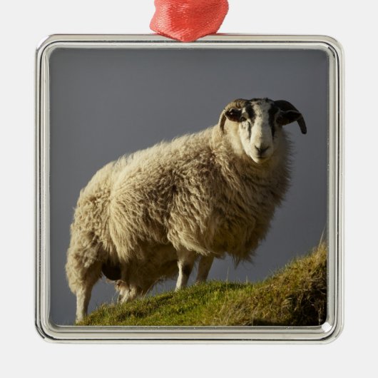 Schapen, Trotternish Peninsula, eiland Skye Metalen Ornament (Voorkant)
