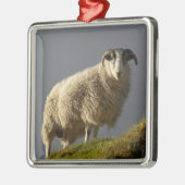 Schapen, Trotternish Peninsula, eiland Skye Metalen Ornament (Links)