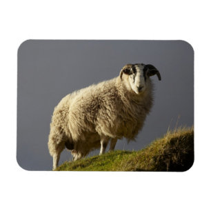 Schapen, Trotternish schiereiland, Isle of Skye, Magneet